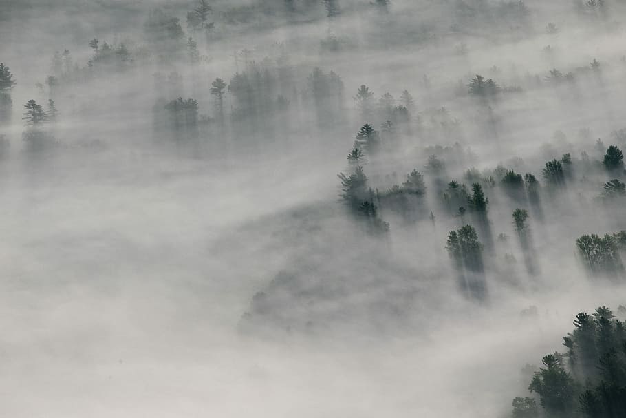 Morning Fog, green tropical trees covered in mist, cloud, smoke HD wallpaper