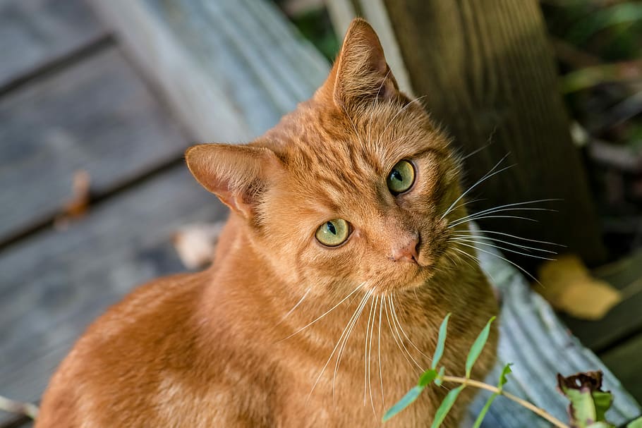 cat, animal, pet, animal themes, domestic, pets, mammal, domestic animals HD wallpaper