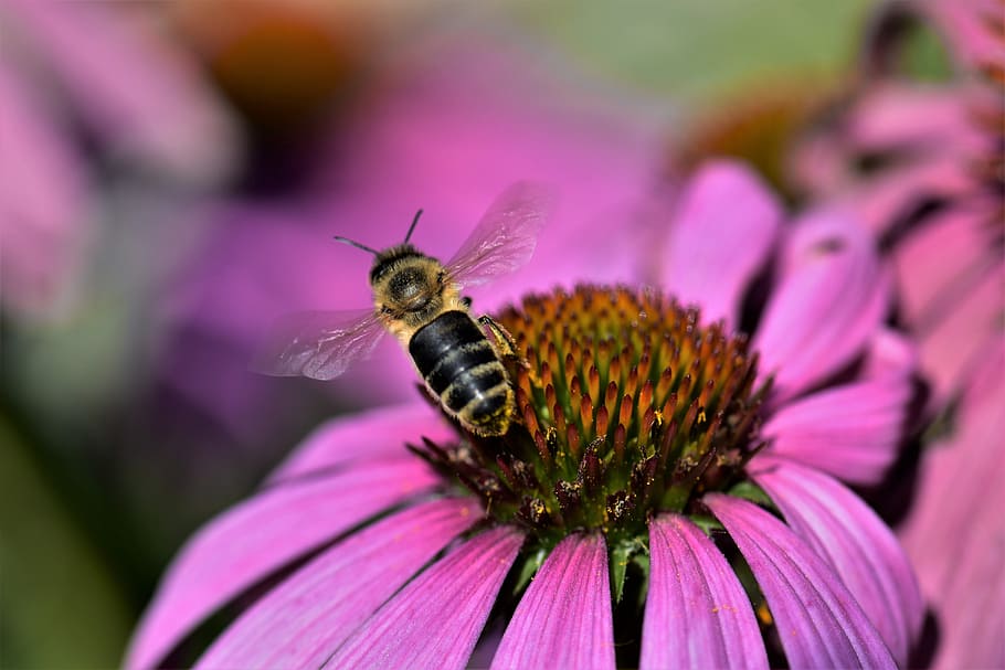echinacea, bee, blossom, bloom, flower, insect, sun hat, nature HD wallpaper
