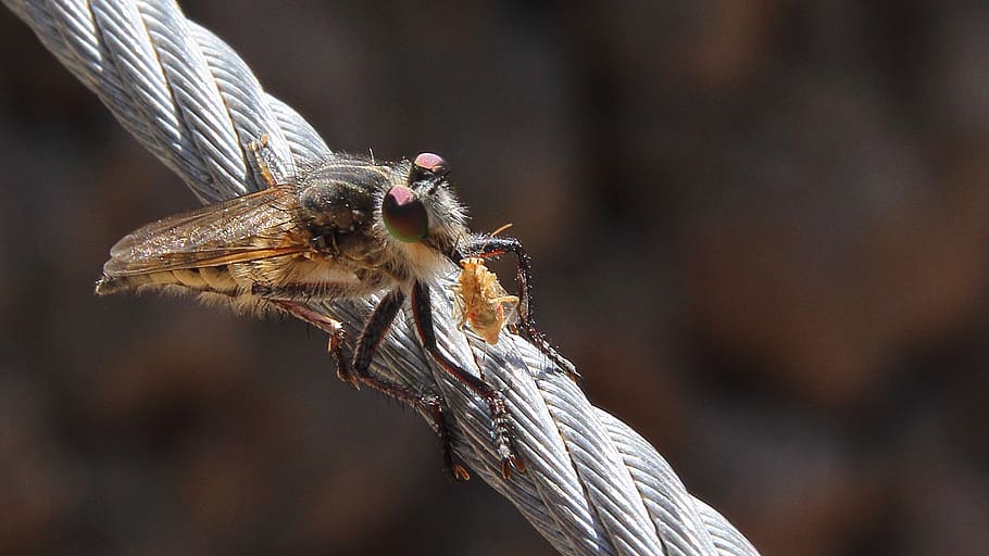 fly, insect, macro, wing, louse, close, flight insect, nature HD wallpaper