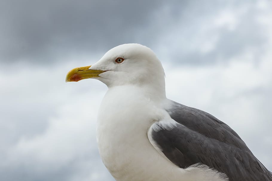 seagull, bird, bill, feather, creature, close, animal, water bird HD wallpaper