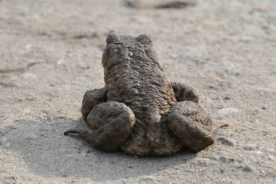 a toad, common toad, the frog, amphibian, animal, the creation of HD wallpaper
