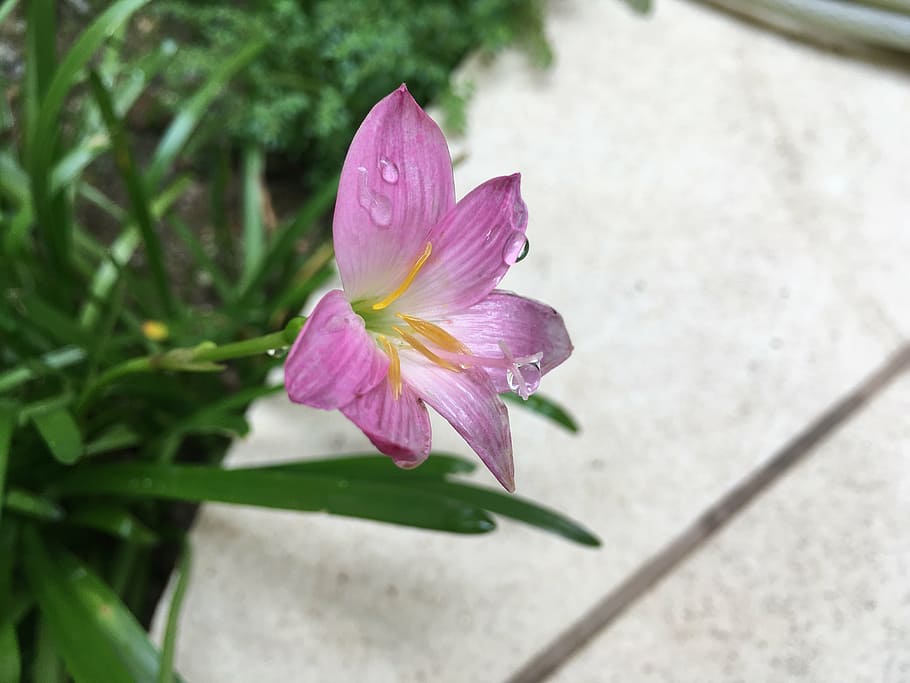 flower, garden, nature, plant, pink Color, petal, flower Head HD wallpaper