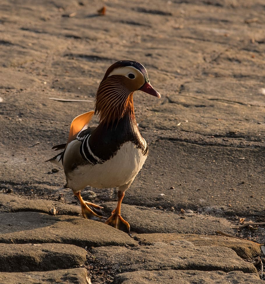 mandarin ducks, evening light, sunset, bird, animal world, poultry HD wallpaper