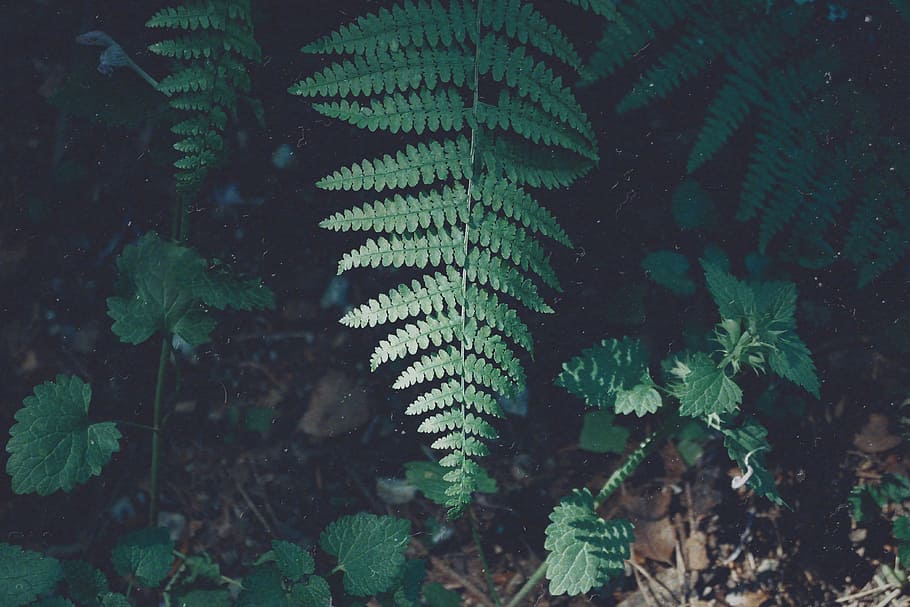 green leafed plant, green fern plant, leaves, growth, green color HD wallpaper