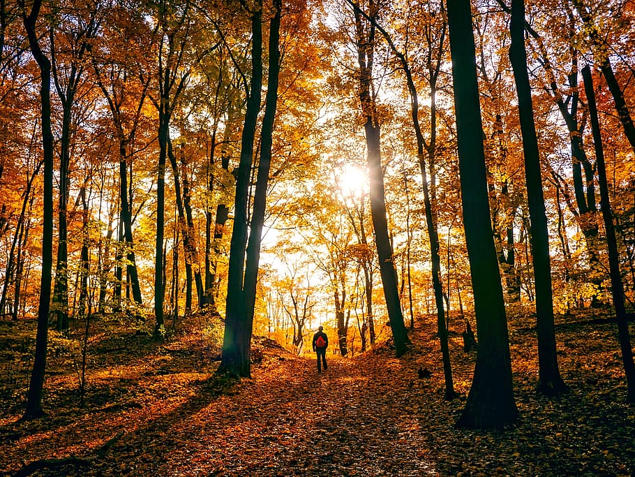 silhouette of person standing on forest during daytime, autumn HD wallpaper