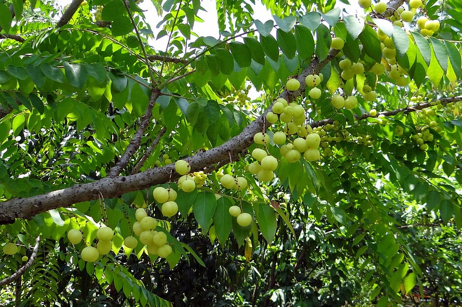 6 Unknown Benefits of Indian Gooseberry (Amla)