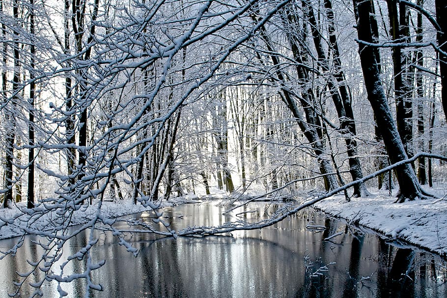 winter, snow, cold, frost, tree, amsterdam, winter forest, cold temperature HD wallpaper
