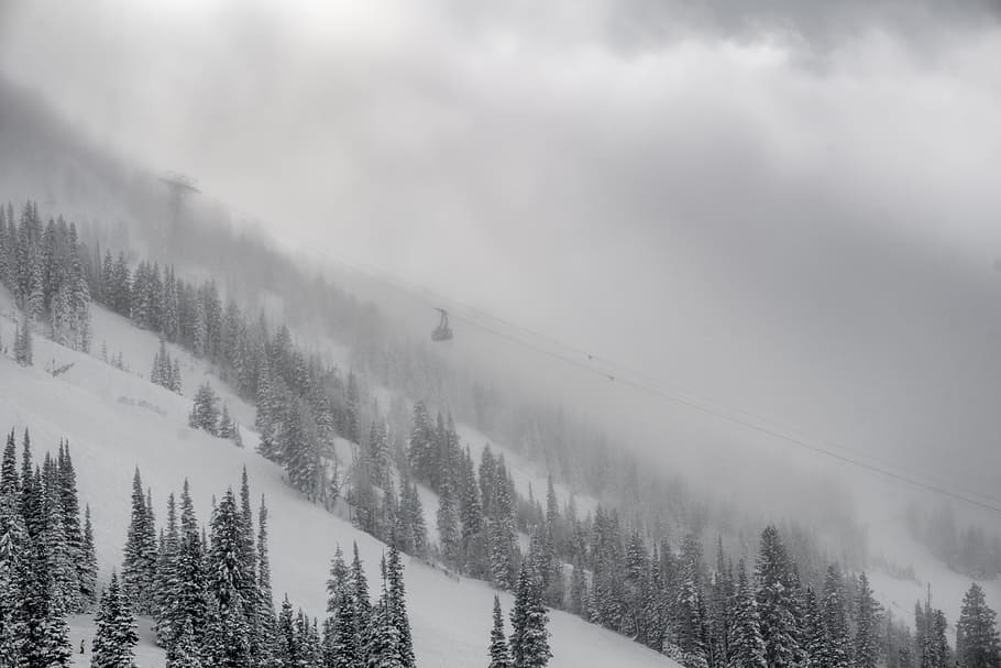 green pine trees covered by snows, landscape photo of mountain slope HD wallpaper