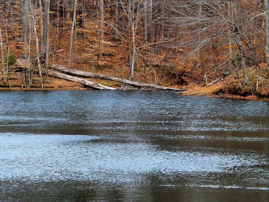 rippling, water, lake, state forest, woods, tree, park, recreation HD wallpaper