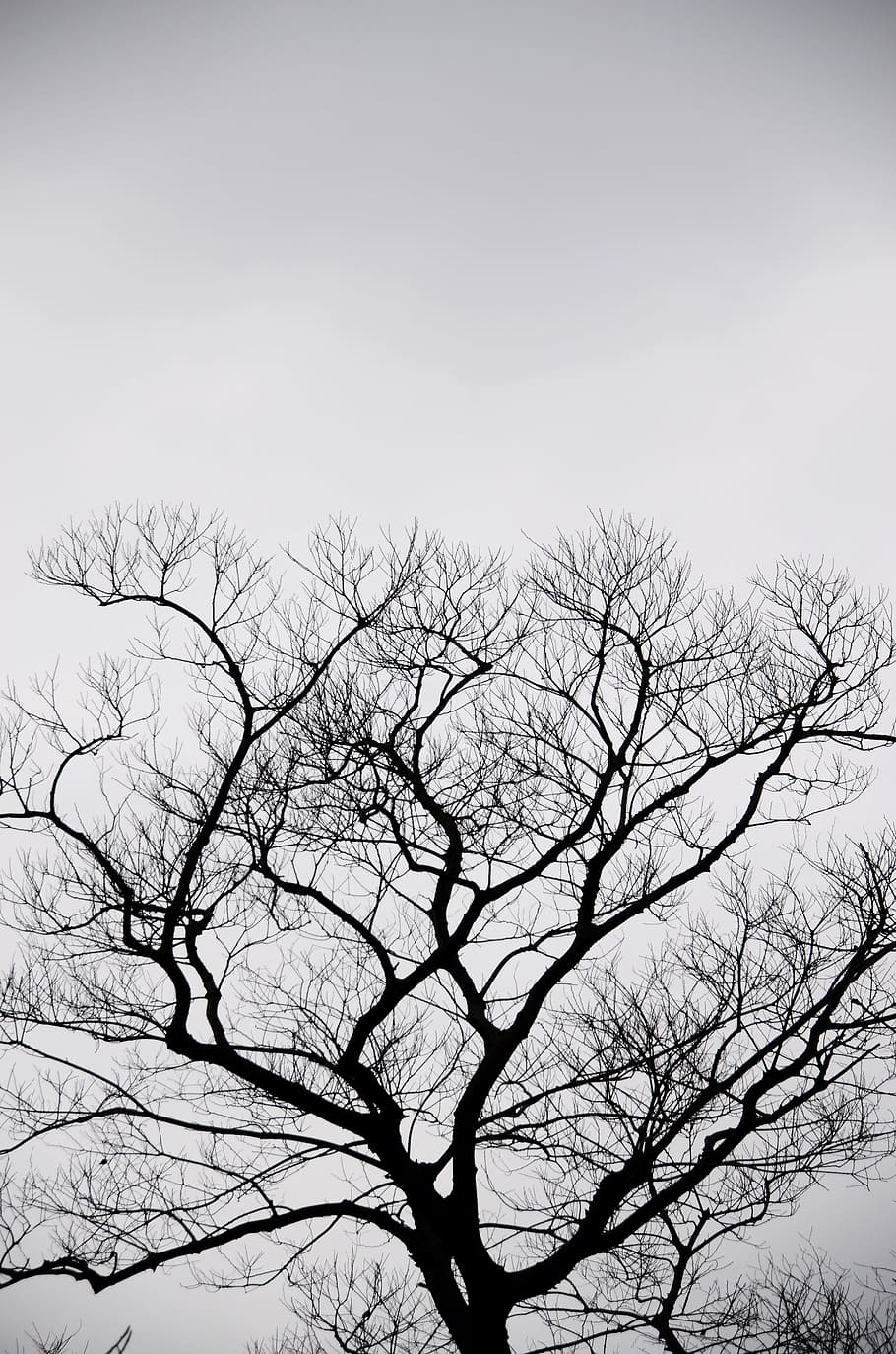 Silhouette, Tree, Gray, 陰, Natural, sky, the scenery, cloudy day HD wallpaper