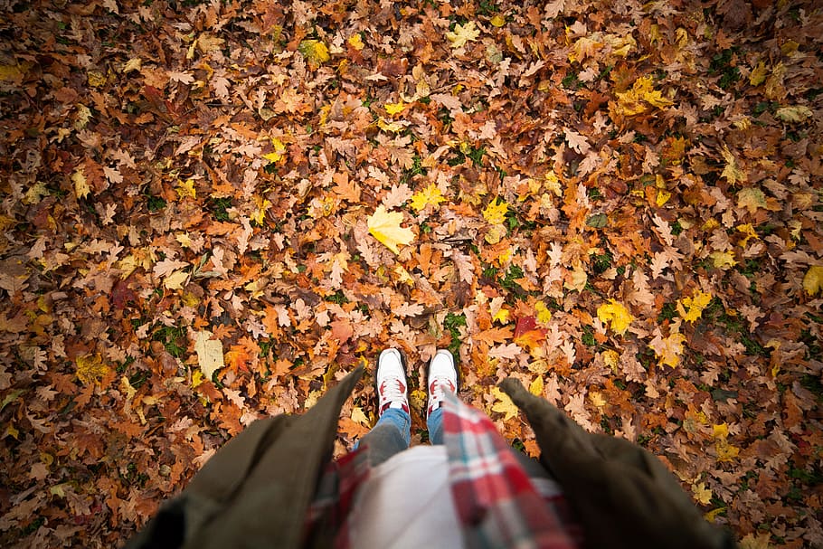 Person Standing on a Ground With Dry Leaves, autumn, environment HD wallpaper
