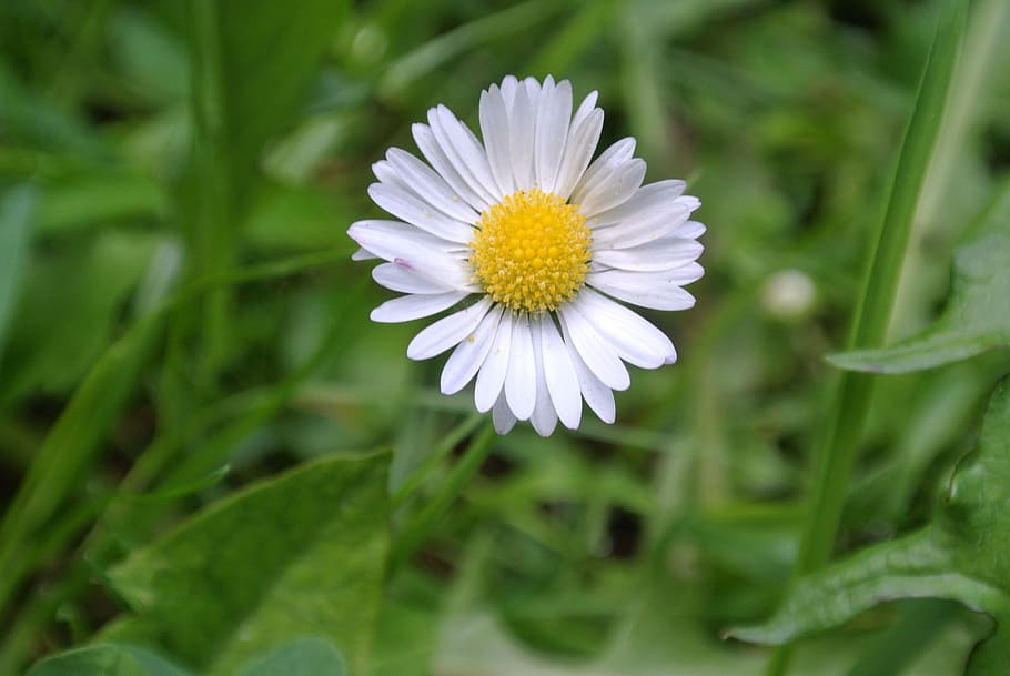 daisy, plant, close, nature, summer, flower, close-up, petal HD wallpaper