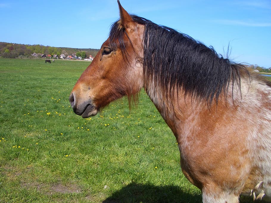 Horse, Meadow, Ride, Coupling, Pasture, mane, one animal, domestic animals HD wallpaper