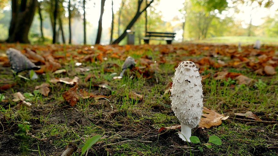 mushroom, park, autumn, herbstimpression, land, focus on foreground, HD wallpaper