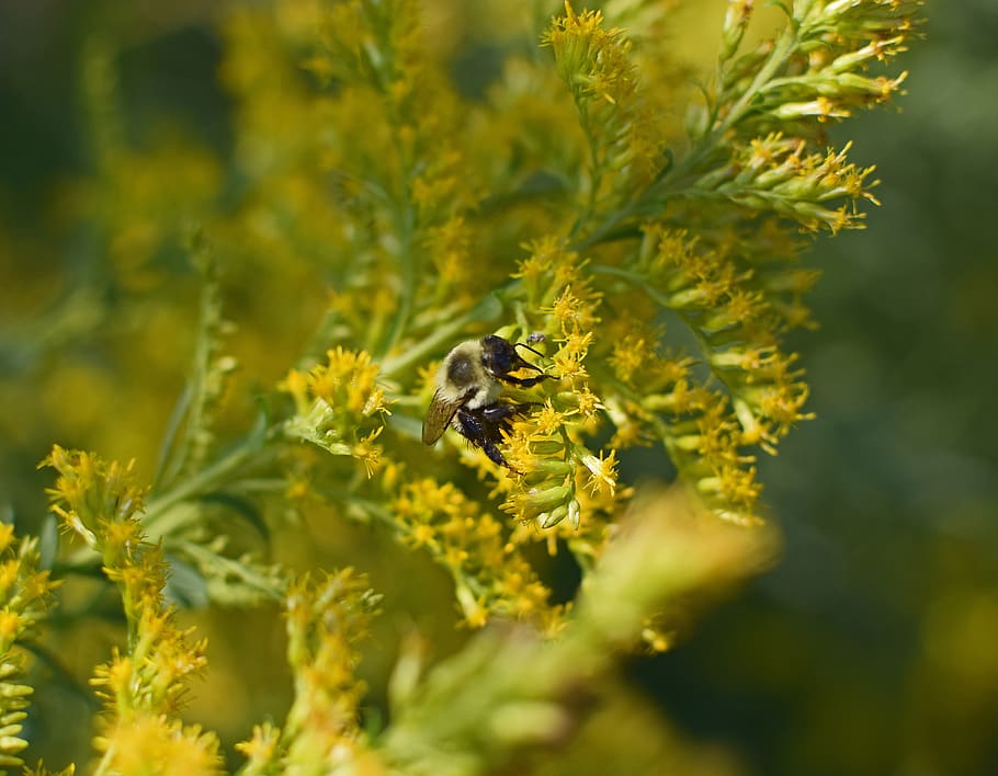 HD wallpaper: honeybee in goldenrod, insect, pollinator, animal, flower ...