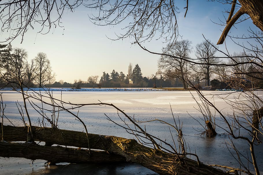 winter, park, park wörlitz, cold, snow, trees, landscape, wintry HD wallpaper