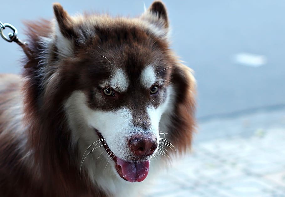 photo of adult brown and white Siberian husky, dog, face, puppy