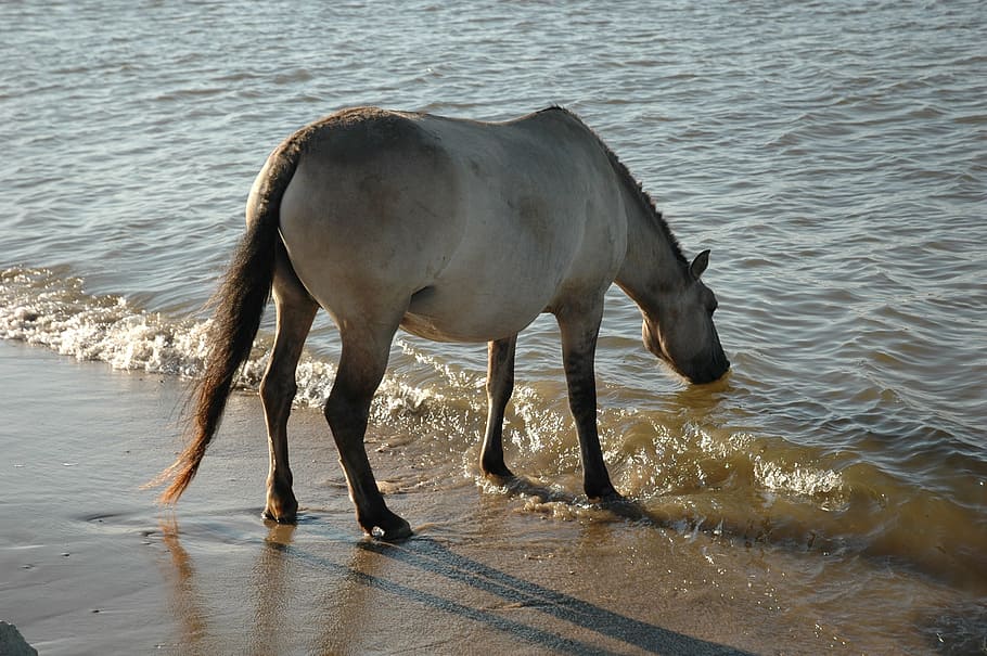 horse, drinking, water, animals, mammal, animal themes, one animal HD wallpaper