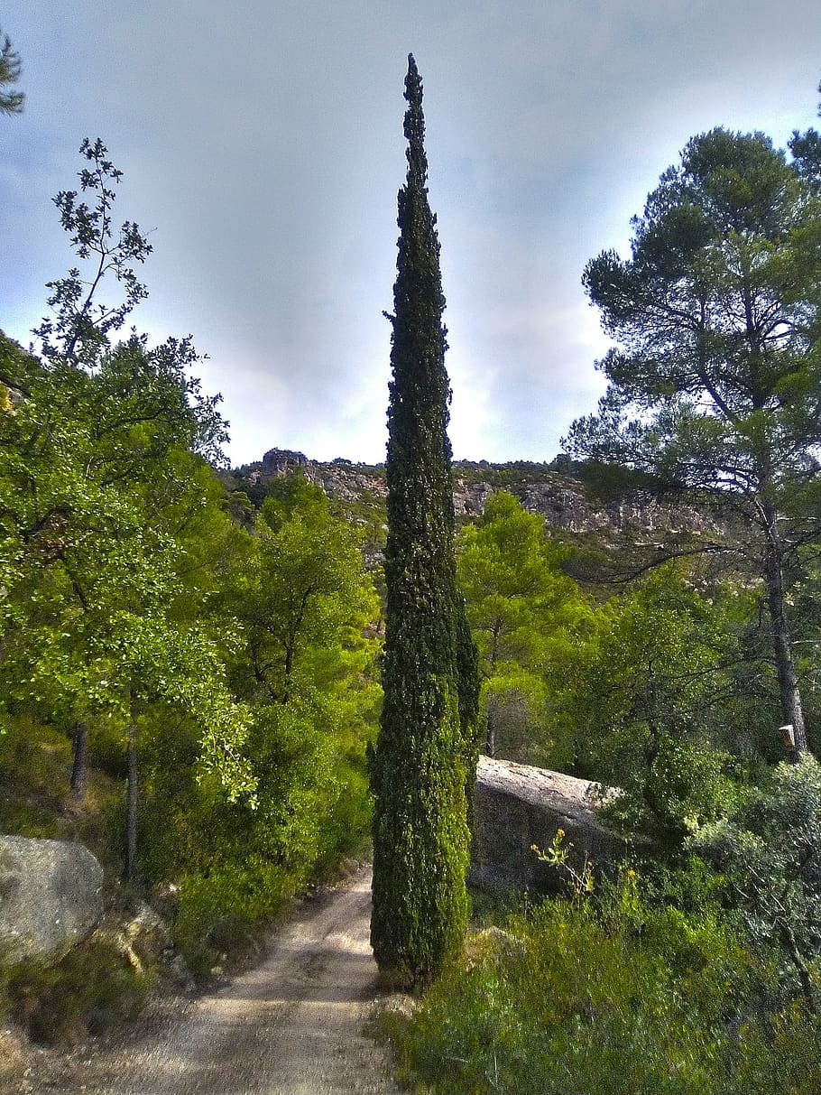 cypress, path, forest, montsant, priorat, trail, plant, tree HD wallpaper