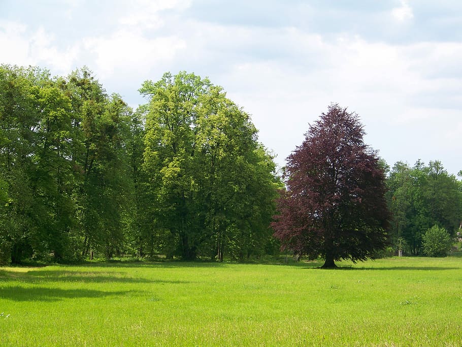 Tree, Meadow, Nature, Plant, green, landscape, horizon, spring HD wallpaper