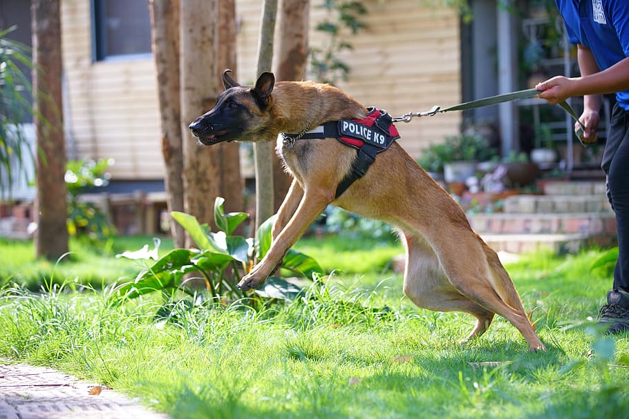 guard dog, flutter bite, ferocious, one animal, canine, mammal HD wallpaper