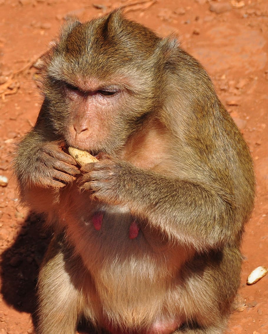 Monkey, Animals, Fur, Nature, animals in nature, journey, zoo HD wallpaper