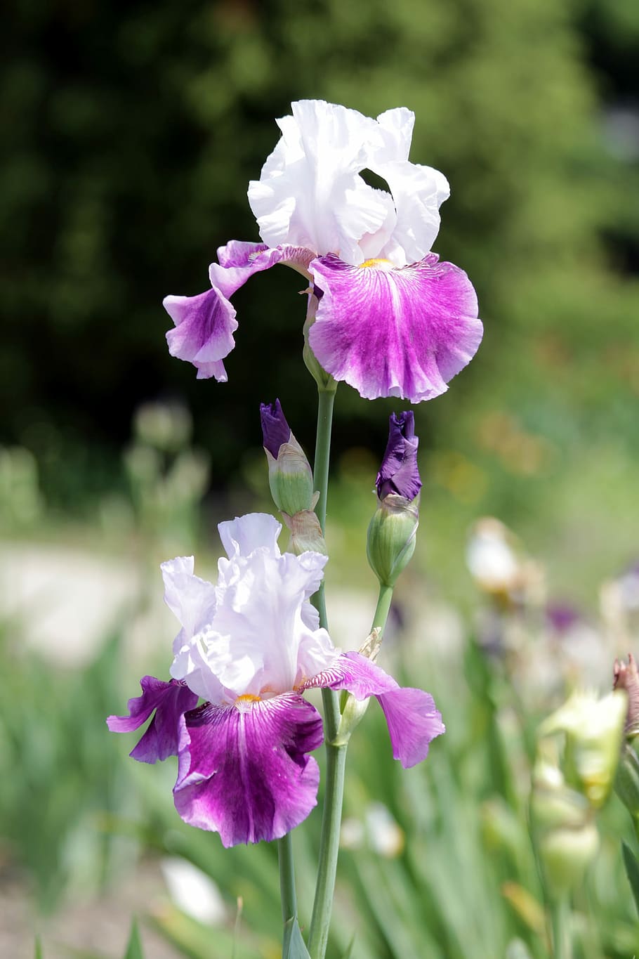 iris, flower, handsomely, nature, garden flowers, beautiful flowers HD wallpaper