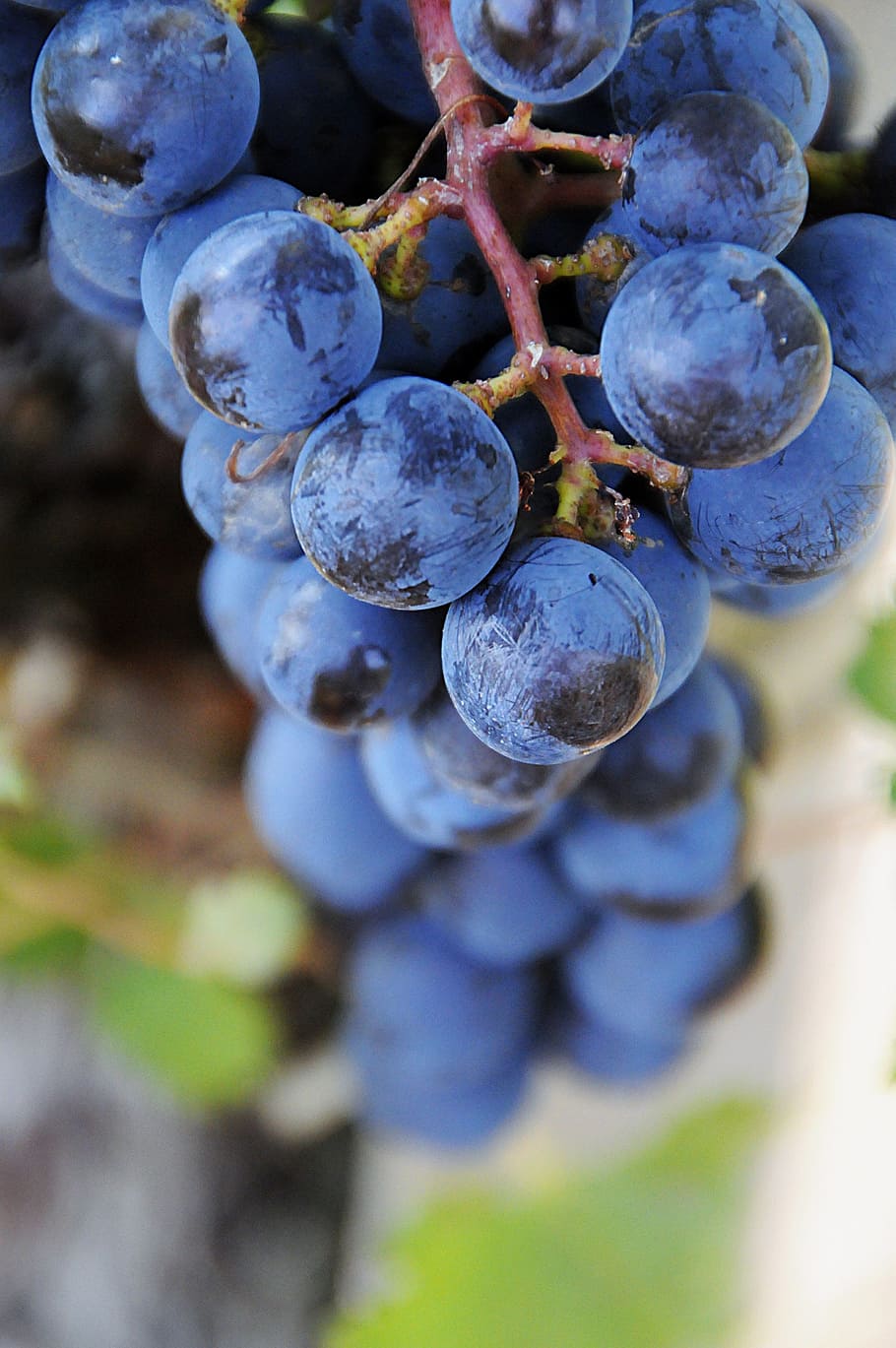 fruit, blue, grape, nature, garden, autumn, plant, ripe fruit HD wallpaper