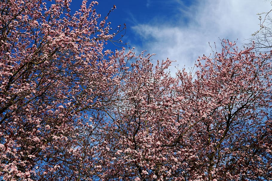 Ornamental Cherry, Cherry, Blossom, Bloom, Tree, japanese cherry trees HD wallpaper