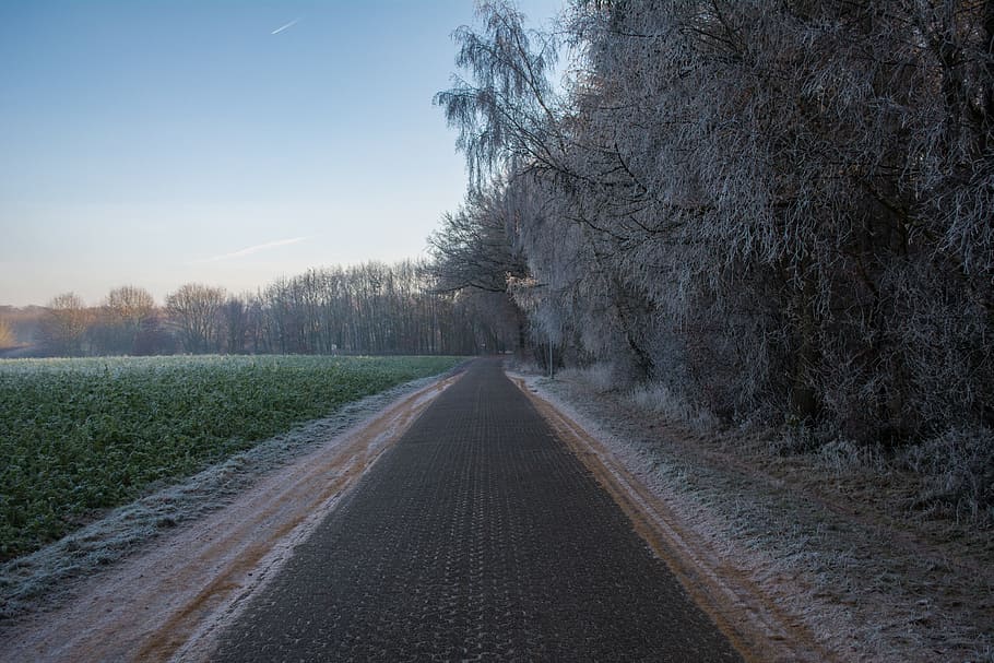 path, forest, way, winter, nature, outside, tree, plant, road HD wallpaper