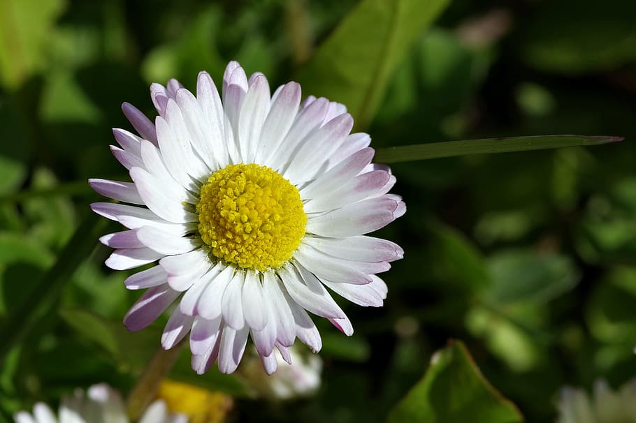 Daisy, White, Flower, Yellow, Macro, spring, meadow, grass HD wallpaper