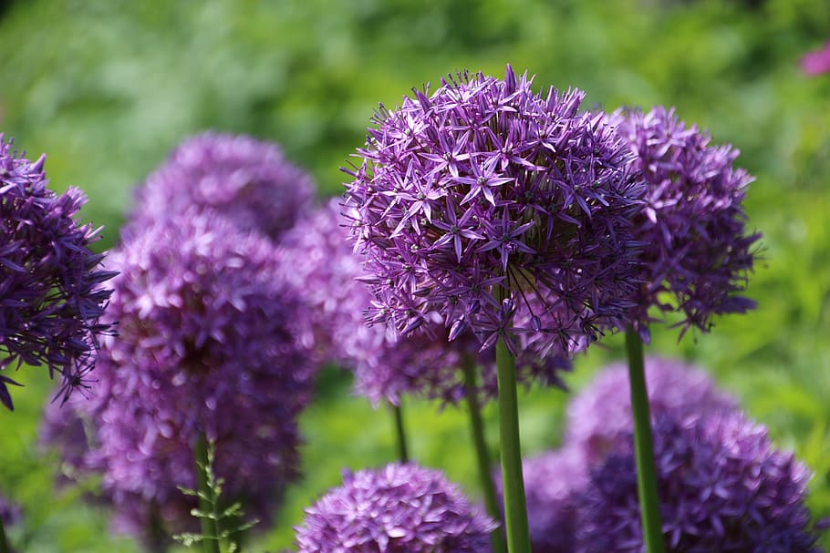 HD wallpaper: Leek, Purple, Violet, Onion, Plant, onion plant, blossom ...