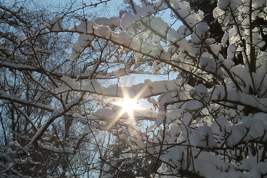 winter, snow, sun, wintry, white, trees, forest, nature, sunshine HD wallpaper