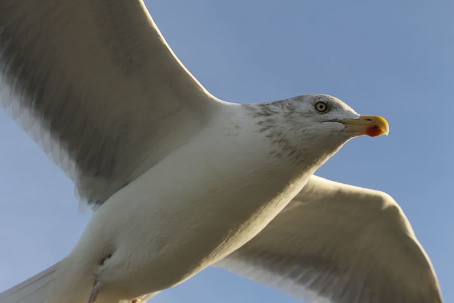 seagull, sky, blue, bird, fly, baltic sea, water bird, coast HD wallpaper
