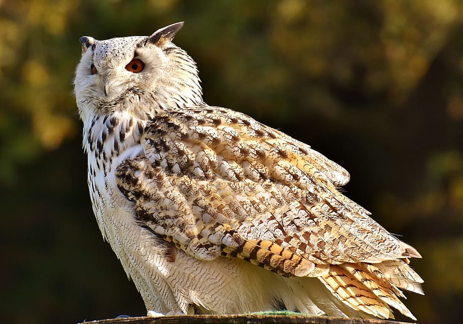 owl, bird, feather, eagle owl, animals, wild bird, cute, head HD wallpaper