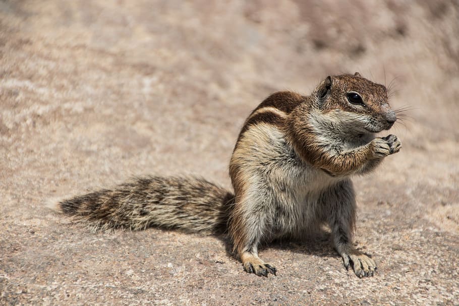 tilt-shift lens photo of a squirrel on beige ground, chipmunk HD wallpaper