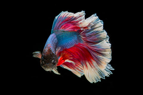 Fighting fish best sale and guppies