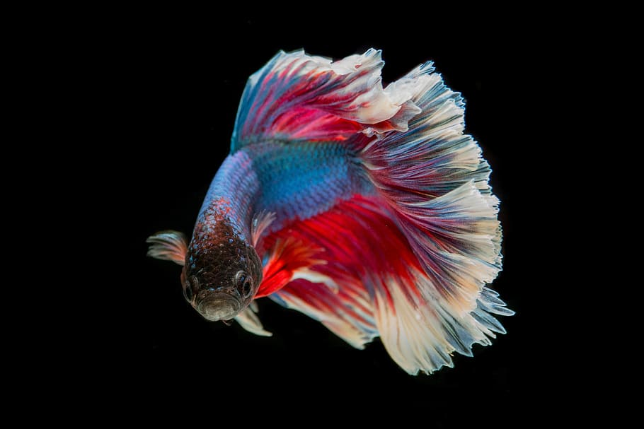 red and blue guppy fish photo, fighting fish, three color, battle
