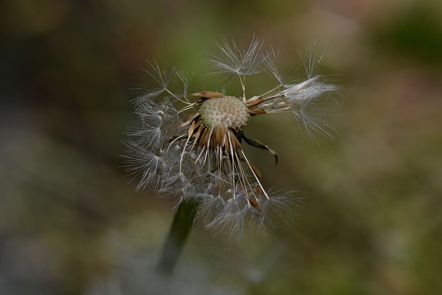 dandelion, nature, flower, macro, fluff, plant, fragility, close-up HD wallpaper