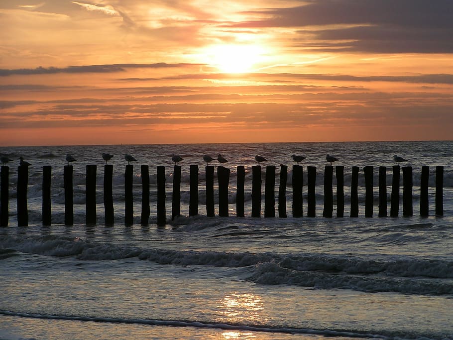 sea, beach, seagull, sunset, cadzand, nature, pier, wood - Material HD wallpaper