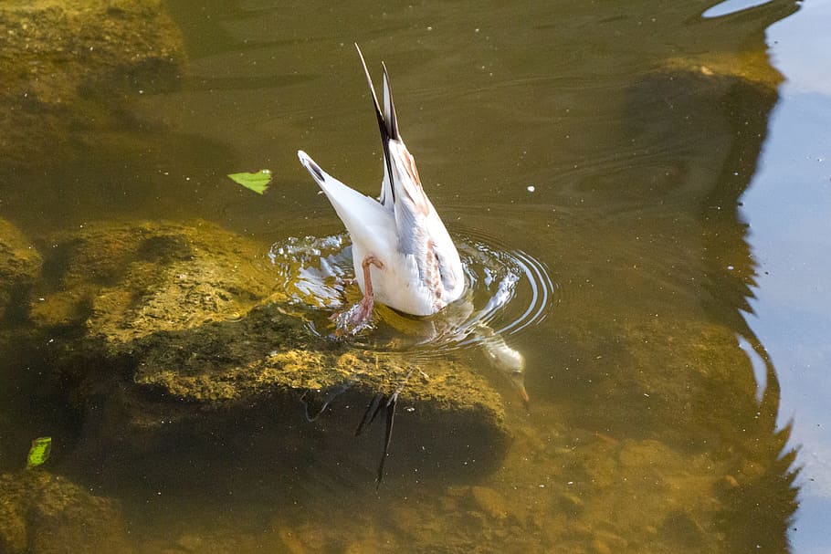 seagull, water, diving, river, bird, animal, swim, on the water HD wallpaper