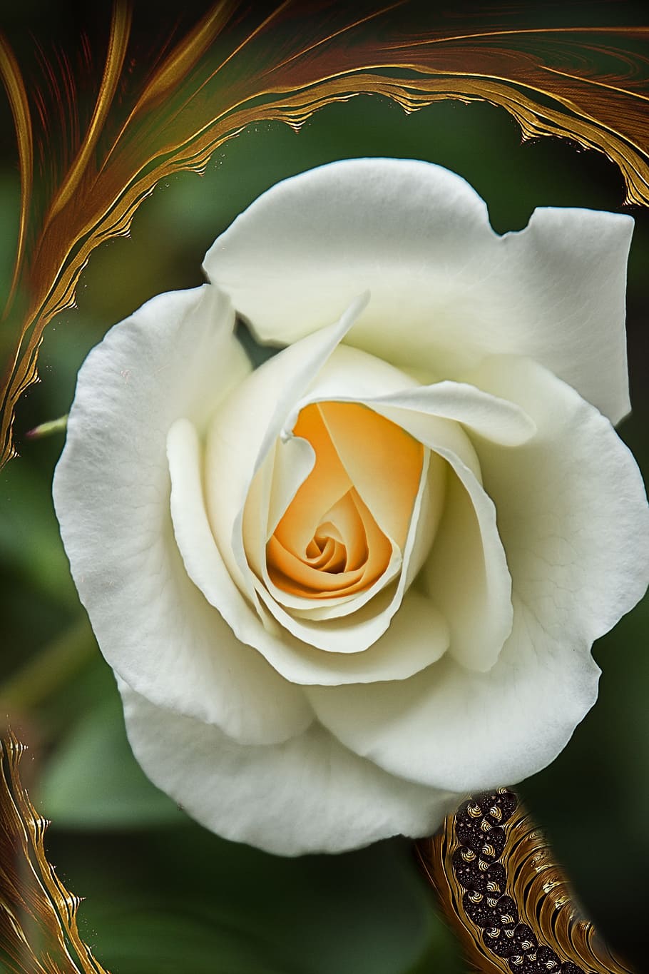 rose, flower, flowers, flowering plant, beauty in nature, petal HD wallpaper