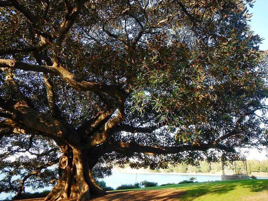 tree, green, leaves, summer, plant, growth, beauty in nature HD wallpaper