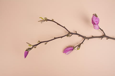 pink petaled flowers, purple petaled orchid, branch, flatlay HD wallpaper