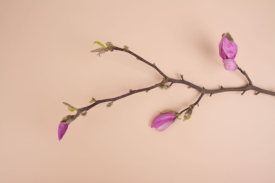 pink petaled flowers, purple petaled orchid, branch, flatlay HD wallpaper
