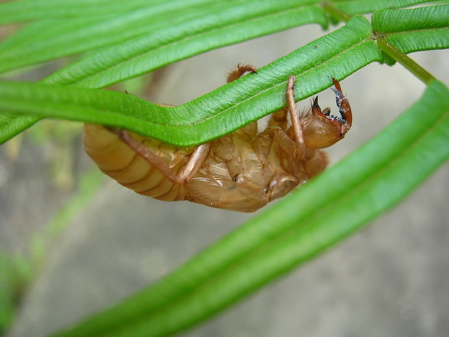 cicada, summer, insects, nature, animal, wildlife, close-up HD wallpaper