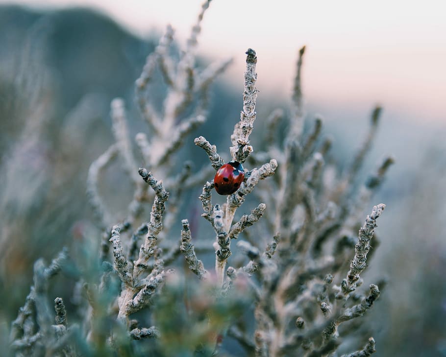 macro photo of lady bug, tree, ladybug, ladybird, foliage, animal themes HD wallpaper