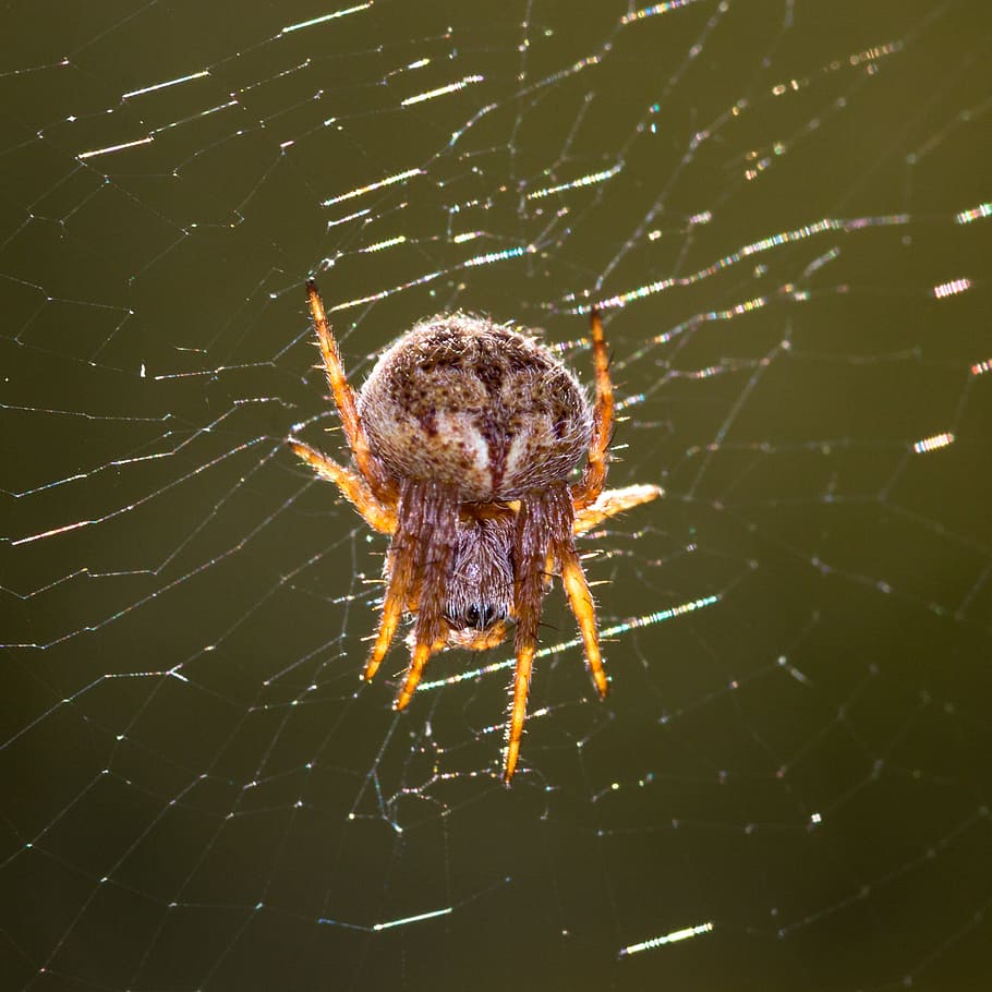 spider, small, nature, close, small spider, arachnids, network HD wallpaper