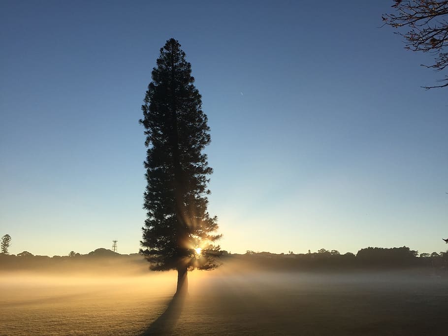 Nature, Trees, Parks, Sun, Sunrise, sunrays, australia, landscape HD wallpaper